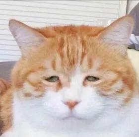 被我家貓嫌棄的一晚