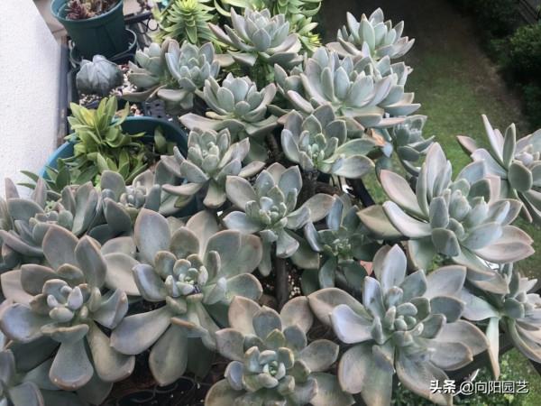 買多肉,不要亂花錢,寧花10塊買1棵,不花10塊買10棵 買多肉,不要亂花錢,寧花10塊買1棵,不花10塊買10棵