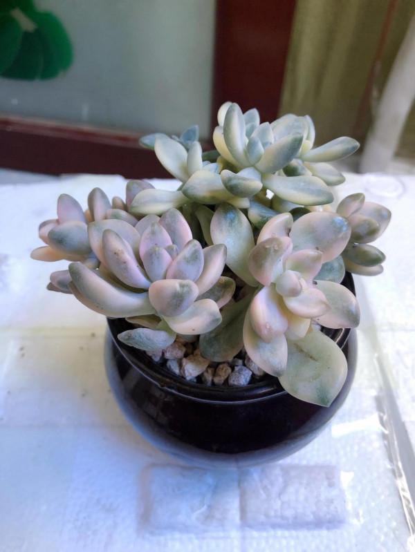 剛上盆的肉肉，醜醜的……