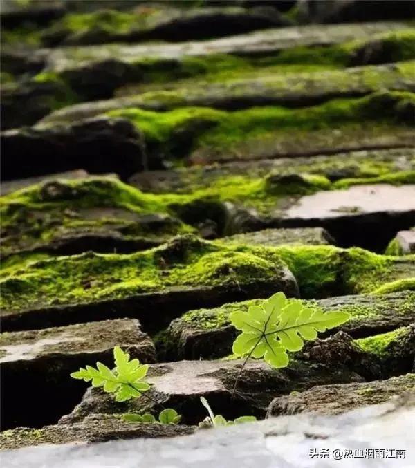 要想種出好花，挑選好的培養基是關鍵