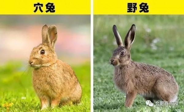 玉兔是個什麼兔？