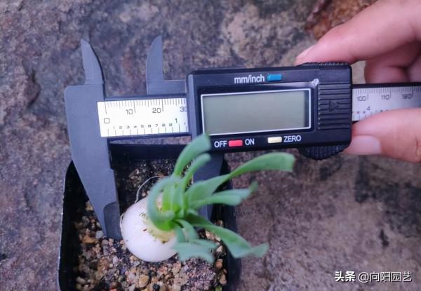 蒜瓣大的多肉,1棵就要60,你不瞭解的彈簧草,也是多肉的一種 蒜瓣大的多肉,1棵就要60,你不瞭解的彈簧草,也是多肉的一種