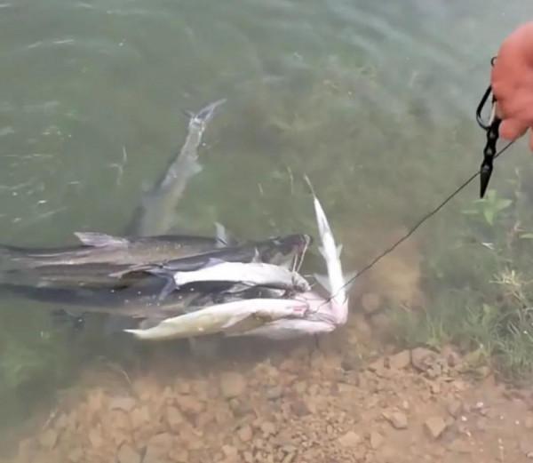 貴州萬峰湖翹嘴“大爆發”,有人3小時釣了十幾條,大的一米多長 貴州萬峰湖翹嘴“大爆發”,有人3小時釣了十幾條,大的一米多長