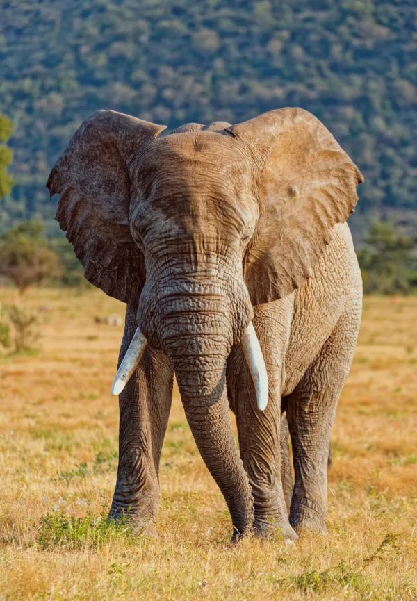 2021年度動物，是誰？