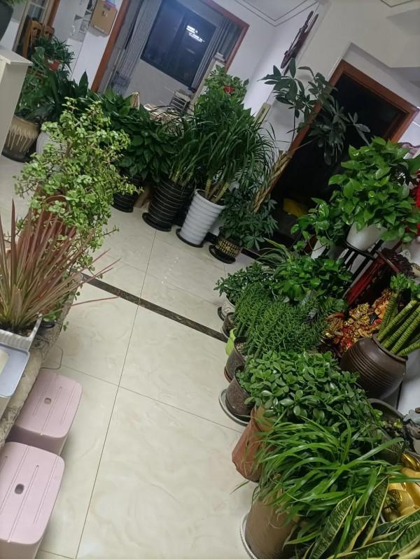 養了這多綠植,覺得打理好費時間,學會放棄才是得到幸福的途徑 養了這多綠植,覺得打理好費時間,學會放棄才是得到幸福的途徑