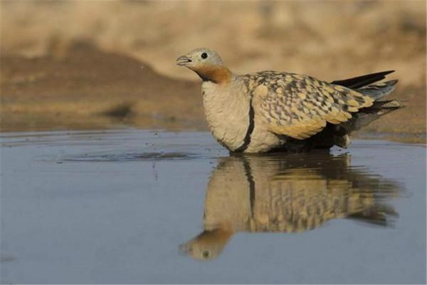 新疆發現沙雞,飛30裡去喝水,用腹部羽毛吸水,帶回去喂雛雞喝 新疆發現沙雞,飛30裡去喝水,用腹部羽毛吸水,帶回去喂雛雞喝