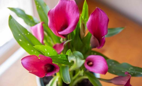 適合秋季養殖的3種球根植物,陽臺盆栽,2個月就開花,美極了 適合秋季養殖的3種球根植物,陽臺盆栽,2個月就開花,美極了