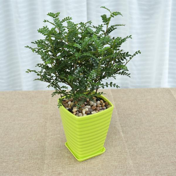 100種觀葉綠植,50種大型的,50種小型的,家裡沒有陽光也能養 100種觀葉綠植,50種大型的,50種小型的,家裡沒有陽光也能養