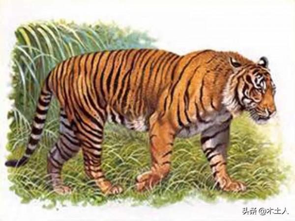 虎年說虎 虎的種類