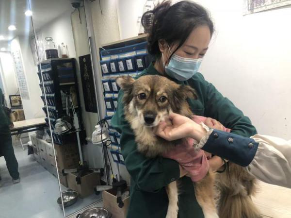 主人眼中的救命稻草——中醫，真的能給寵物帶來奇蹟嗎？