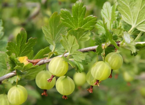 別光知道在家養花，這5種果樹安排上，全年不愁沒水果吃