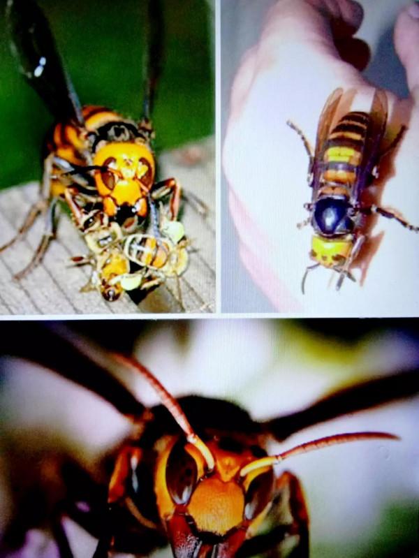 友，青悅帶你去看世上最厲害的昆蟲（1）