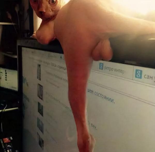 別的貓胖起來算可愛,無毛貓胖起來的畫風...噗哈哈哈哈 別的貓胖起來算可愛,無毛貓胖起來的畫風...噗哈哈哈哈