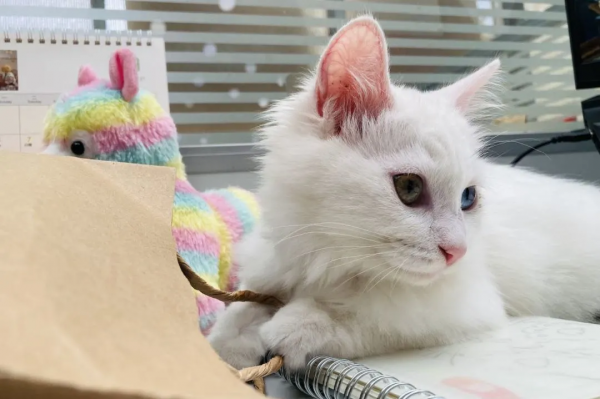 小孩淘氣，天經地義