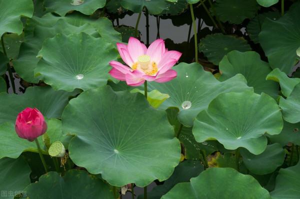 《滿招損，謙受益》深度講解