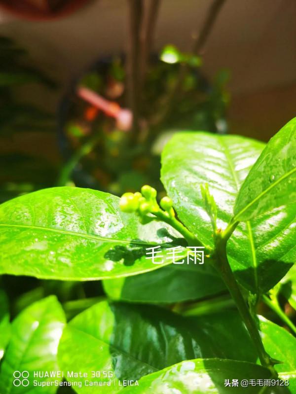 檸檬果長勢喜人