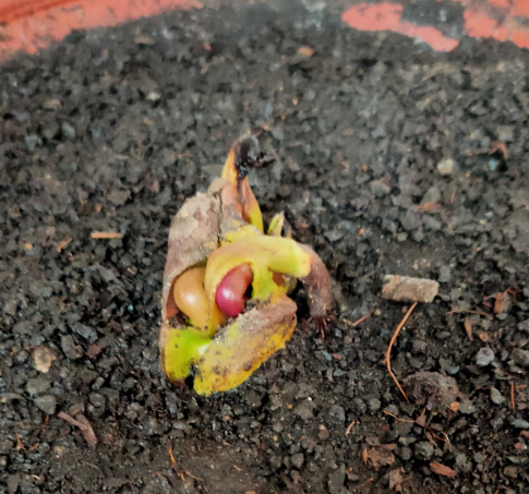 1顆“大腰果”,泡幾天服上盆,長成一棵芒果樹 1顆“大腰果”,泡幾天服上盆,長成一棵芒果樹