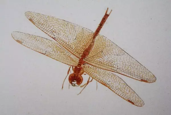 齊白石筆下的飛蟲,精細之極 齊白石筆下的飛蟲,精細之極