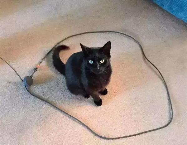 畫個圈就能困住貓，為何貓也喜歡“畫地為牢”？答案來了