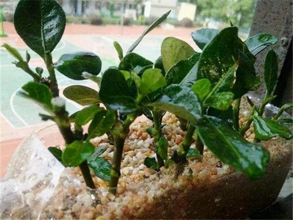 七葉蓮一年四季常綠，容易扦插繁殖的綠植