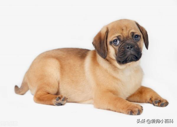 養什麼狗最省心？