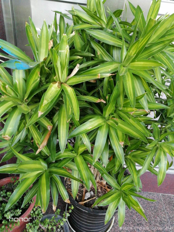 家裡養盆&quot;吉祥竹&quot;，耐陰長得旺，平安吉祥好運來