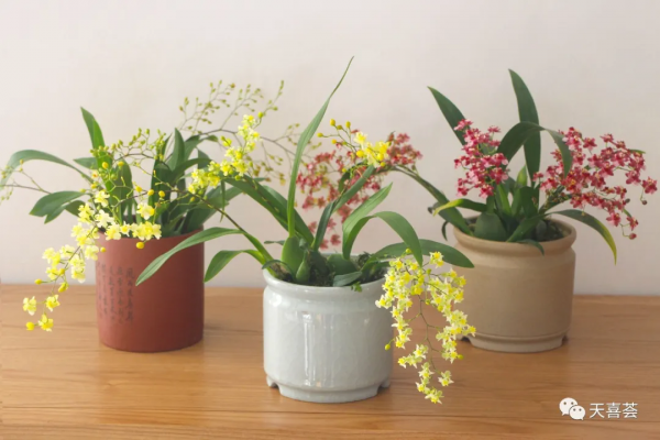 花開如星滿屋飄香，夢香蘭的爆花技巧請收好