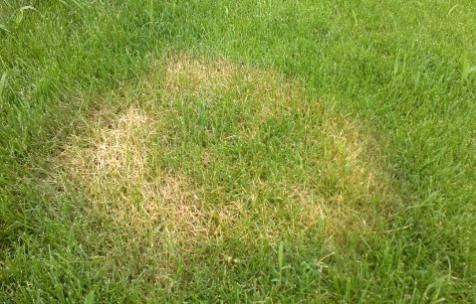 帶你瞭解草坪兩大病害的發生與防治，還草坪健康