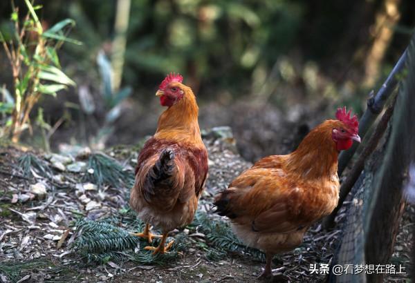 簡單的白切雞做法 簡單的白切雞做法