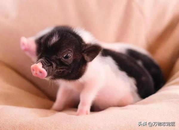 養貓養狗又養豬，養一隻寵物豬是怎樣的體驗？