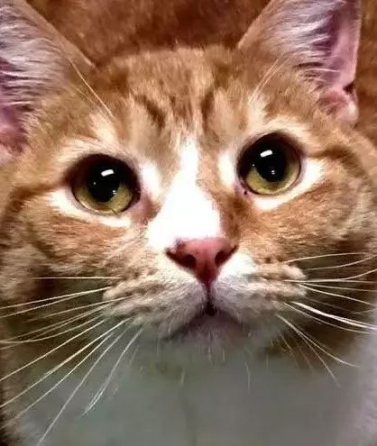 這隻大橘被多次棄養，理由竟是因為太粘人