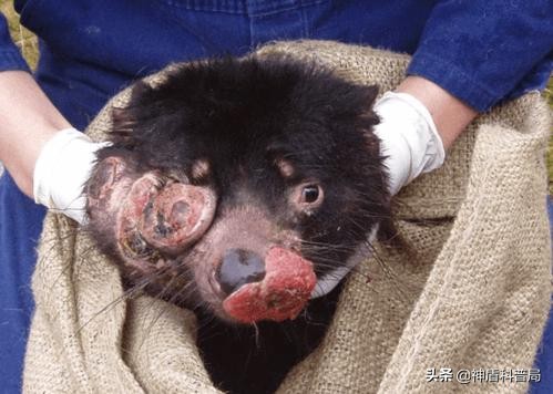癌症能自行消除？在被稱為“惡魔”動物的身上，科學家發現了秘密