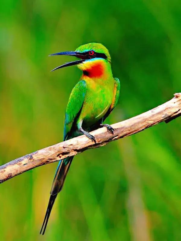 100幅美麗的鳥圖欣賞