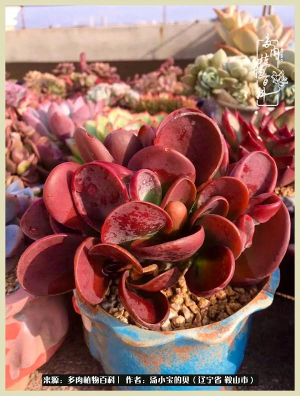 大東北的漫長冬季，我與多肉一起冬眠