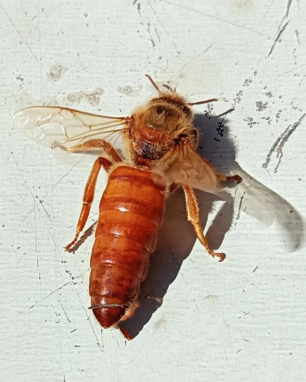 與義大利蜜蜂的一次親密接觸 與義大利蜜蜂的一次親密接觸