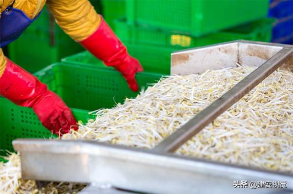 河南李彥軍：破解了國內豆芽行業的壞菜難題，打破了南北氣溫差異