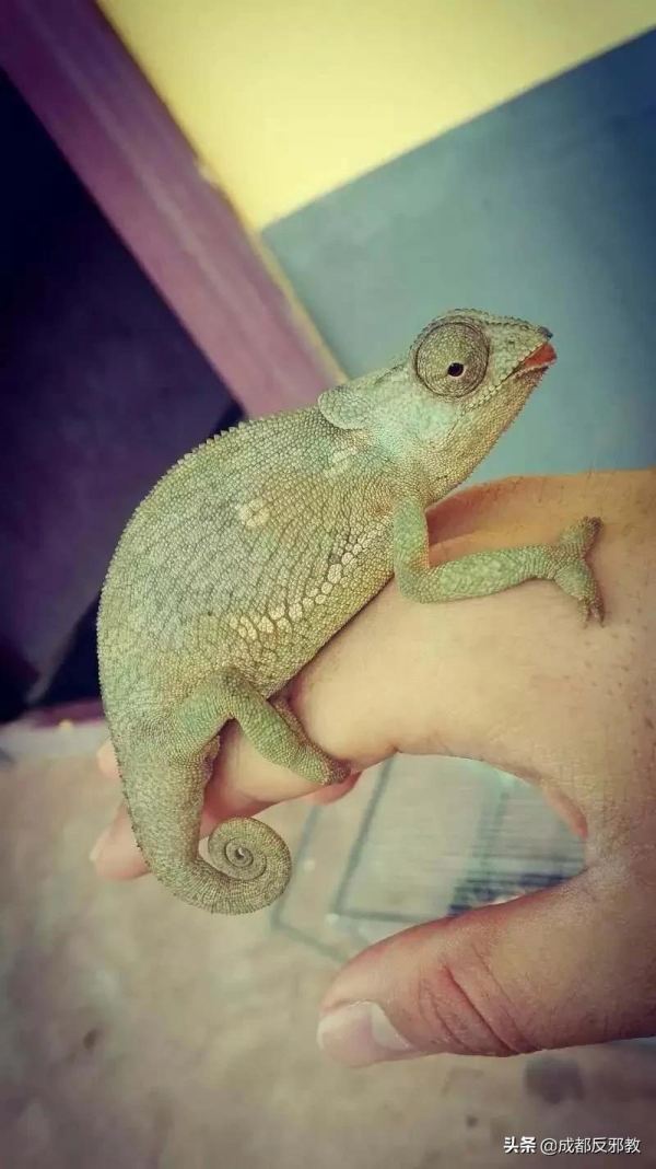 中國小夥逛非洲菜市場的真實感受:食物種類齊全、料理無奇不有 中國小夥逛非洲菜市場的真實感受:食物種類齊全、料理無奇不有