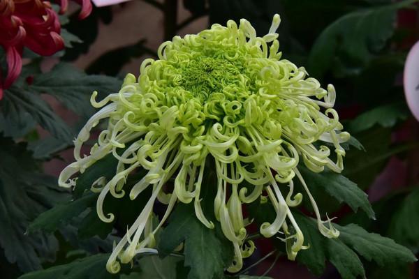 北海公園菊花盛放 色彩斑斕鮮豔奪目