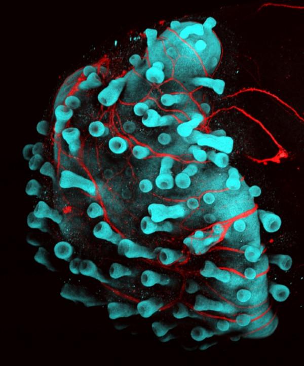 脫髮問題終於有希望了！程式設計生髮細胞讓小鼠長出茂密人類頭髮