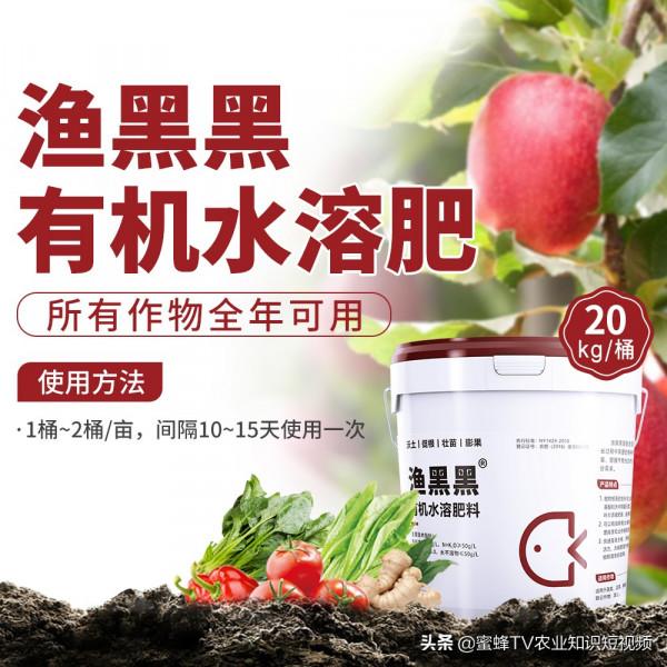 柑橘採摘後，為什麼要快速恢復樹勢？有哪些管理注意事項？