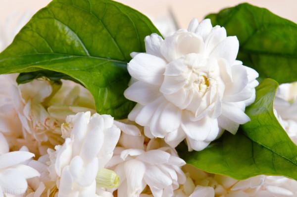 如何判斷茉莉花扦插成功了? 如何判斷茉莉花扦插成功了?