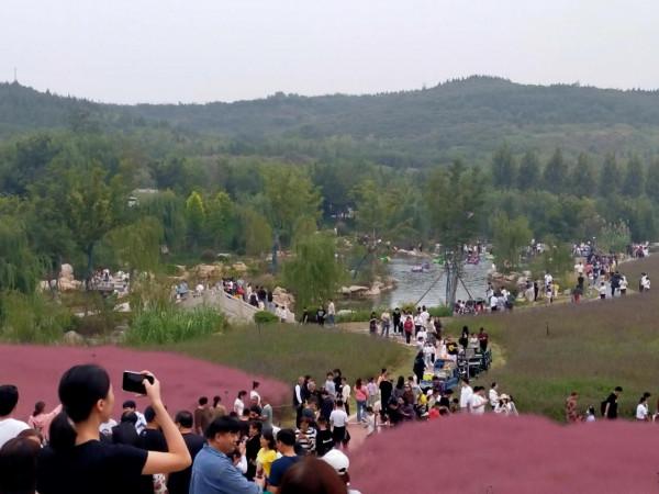 打卡網紅地 觀賞粉黛子