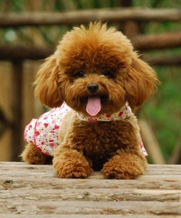 狗界智商前8名，你能猜對幾個？可能你家也在養