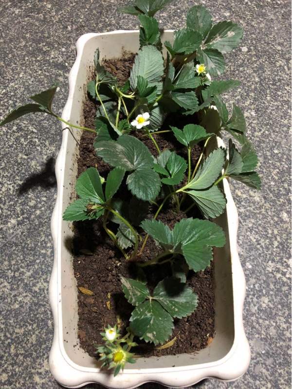 找對地方撿花，買花錢能少一半，你都知道從哪撿花嗎