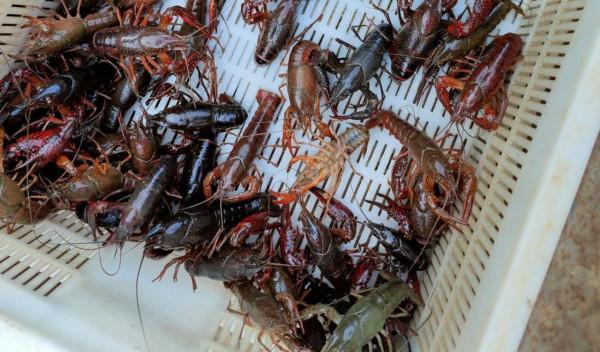 飯店吃飯，我很少點的6個菜，感覺比較髒沒有洗乾淨，你一樣嗎？