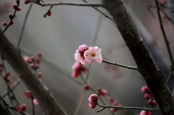 迎寒綻放！峰峰多處梅花盛開，一起去賞梅
