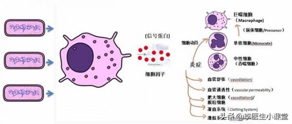 一天吃兩次谷維素加維生素B12效果如何？