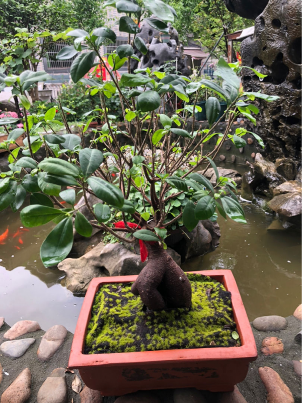 找對地方撿花，買花錢能少一半，你都知道從哪撿花嗎