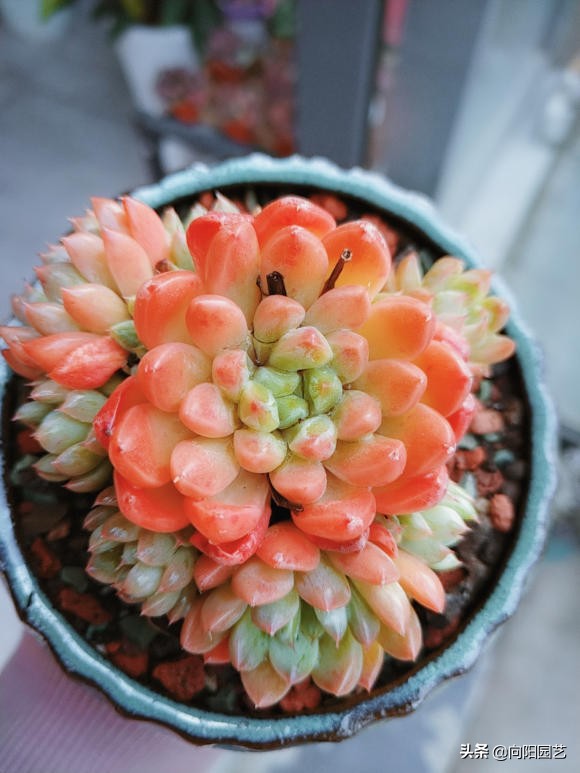 溫度越來越低，多肉啥時往家搬，不用著急，0度再搬也不遲