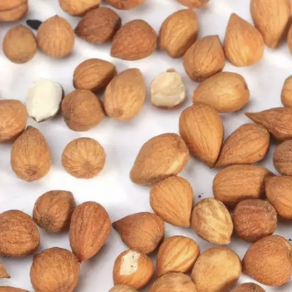 這幾款中藥，是預防秋燥症的良藥